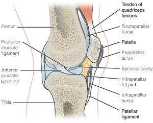 knee joint identifying tendon, bone, ligament